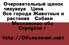 Очаровательный щенок чихуахуа › Цена ­ 40 000 - Все города Животные и растения » Собаки   . Московская обл.,Серпухов г.